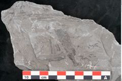 Foto (Detailansicht) von Asterophyllites sp.  (NHMW-GEO-2024-0188-10989)
